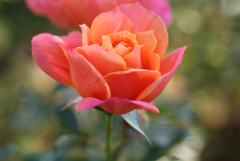 ディズニーランド　ローズsDSCF0565