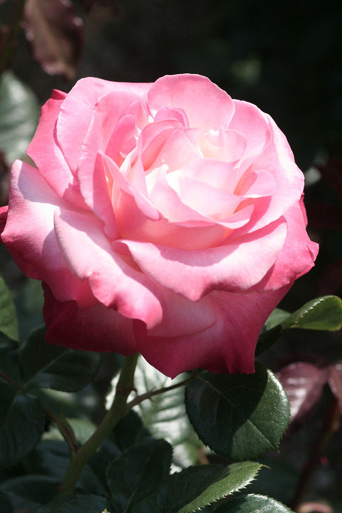 シェア　マジック8895