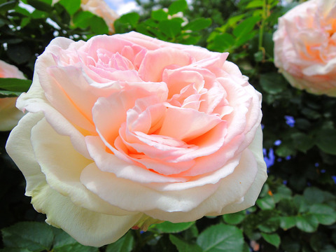 ブラン　ピエール　ドゥ　ロンサールsDSCN4540