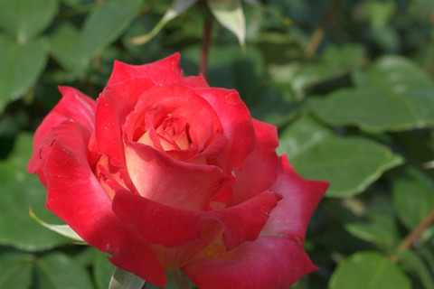 さいうん　彩雲　（さいうん）sDSCF1324