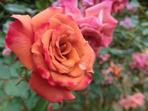 チョコ　フィオーレ5207