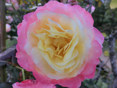 フレンチ　パフュームsCIMG8273