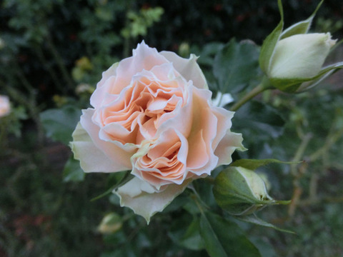 アンティーク　レースsCIMG7675