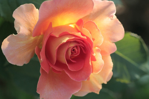 うきぐも　浮雲5079