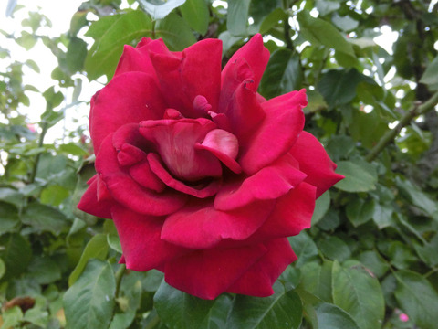 クローネンブルクsCIMG7649