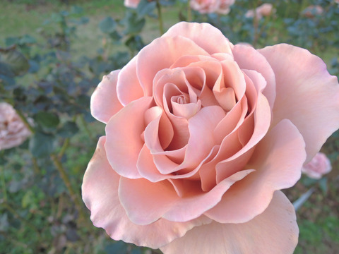 カフェ　ラテ7024