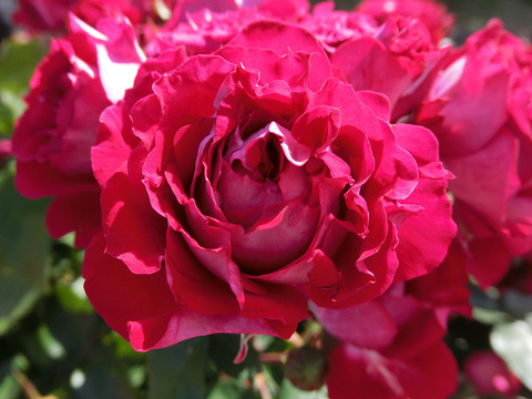 スカーレット　オベーション2631