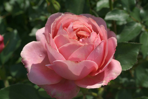 ロマンティック　アンティークsDSCF1228