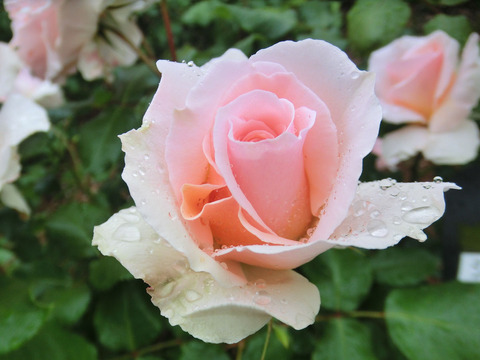 ヨハン　シュトラウスsCIMG6411