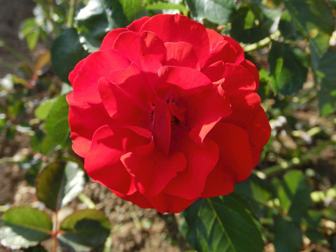 イングリッド　ウェイブルsCIMG6770