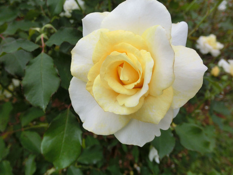 わおん　和音　（わおん）sCIMG7322