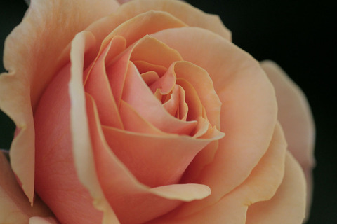 スター　チェイサー4826