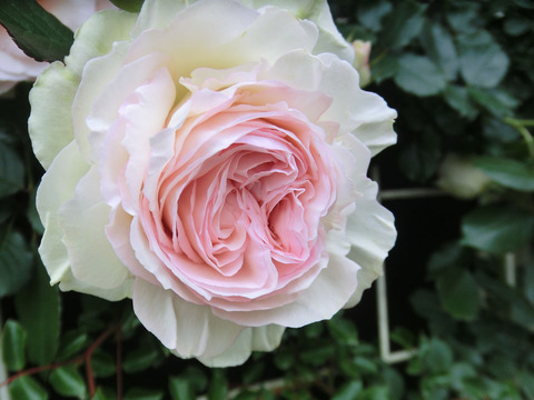 ブラン　ピエール　ドゥ　ロンサールsCIMG5490