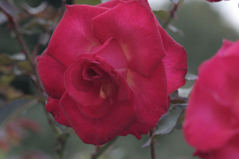 くれない　紅sIMG_5684