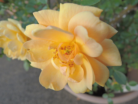 サン　チャーム6400