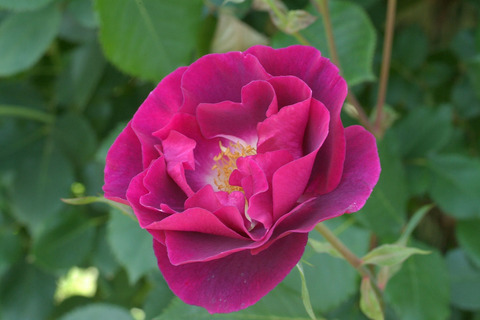 マジェンタ　スカイsDSCF1291