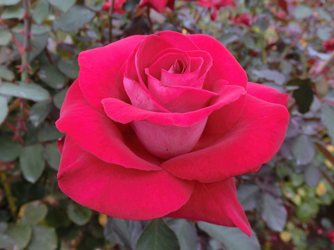 ロナルド　レーガン　ローズsCIMG7122