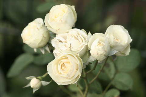 クリーミー　エデン0146