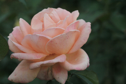 ゆめ　夢　（ゆめ）sIMG_7722