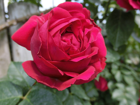 ルージュ　ピエール　ドゥ　ロンサールsCIMG3828