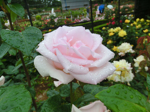 ロイヤル　ハイネスsCIMG6344