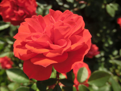 オレンジ　メイアンディナ5169