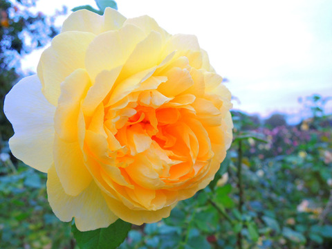 ザ　ポエッツ　ワイフsDSCN0076