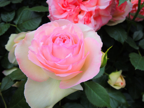 ピエール　ド　ロンサールsDSCN4472