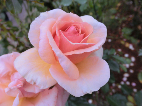 フレグラント　アプリコットsCIMG7355