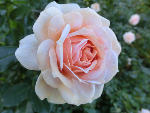 ガーデン　オブ　ローゼズsCIMG8171