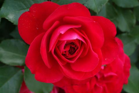 スーリール　ドゥ　モナリザsDSCF2459