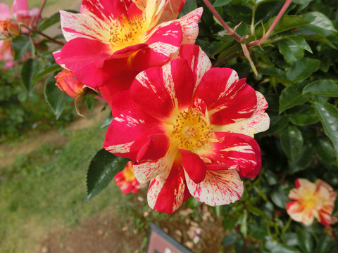 きらりsCIMG5323
