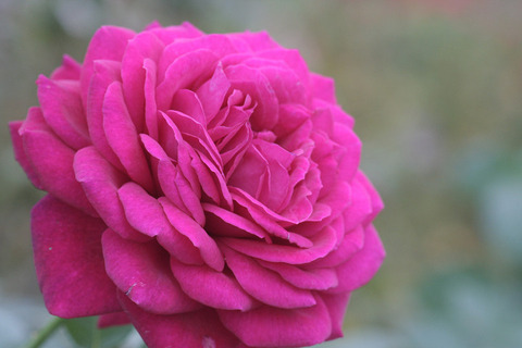 ゲーテ　ローズdezi5714