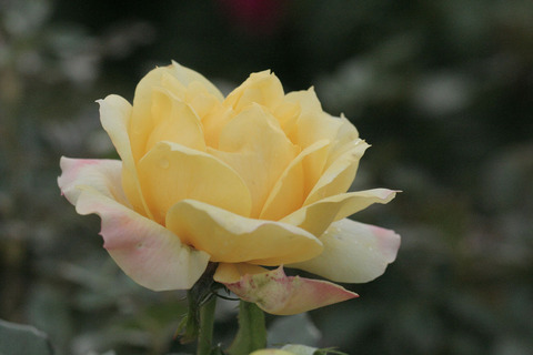 ファイアーワークス　ラッフルsIMG_5852