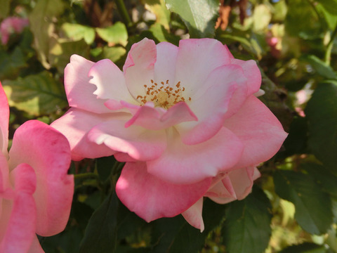 さくらがすみ　桜霞sCIMG8208