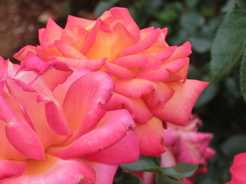 マスコット　’７７sCIMG5526