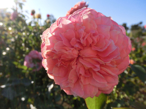 ロマンティック　アンティークsCIMG8558