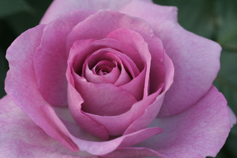 エンチャンティッド　イブニング5138