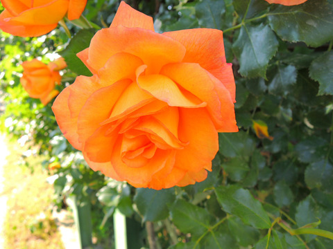 サハラ　’９８sDSCN4185