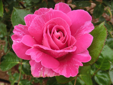 キャンディ　ストライプsCIMG6262