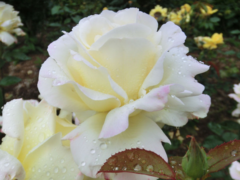 ガーデン　パーティーsCIMG6347