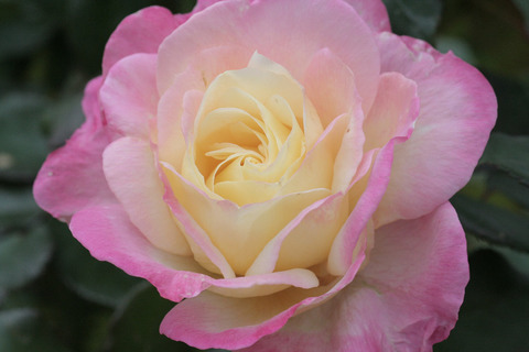 フレンチ　パフュームsIMG_7609