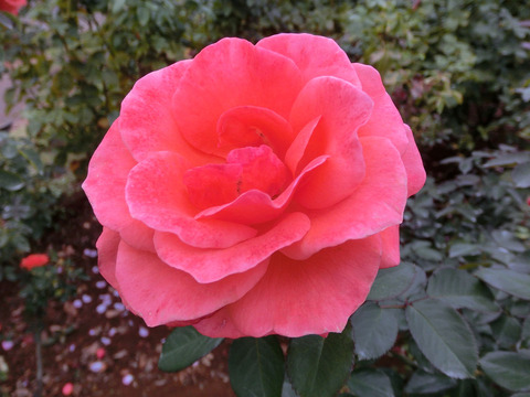 ティノロッシsCIMG7110