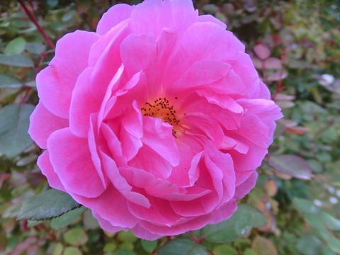 ジョン　クレア1807