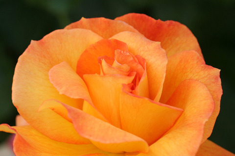 サハラ　’９８