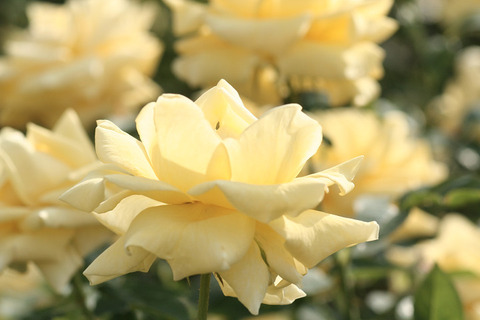 ヘルムット　シュミット0186