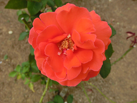 ドフトボルケsCIMG6502