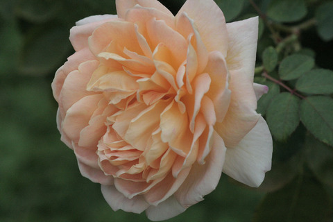 クィーン　ネフェルティティsIMG_6168