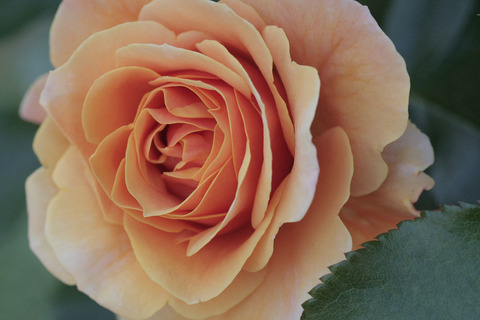 スター　チェイサー4795