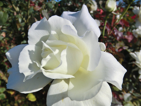 ホワイト　マスターピース